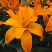 скуби ду p скуби ду p