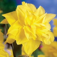 Narcissus-Golden-Ducat