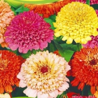 �������������������������������