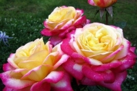 роза восточный экспресс роза восточный экспресс