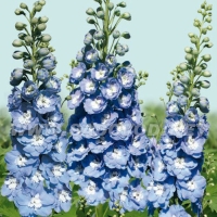 �������������������������������