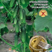 проказник проказник