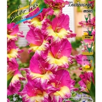 ��������� ������������� ���� ������