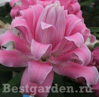 лотус куин лотус куин