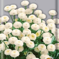 ���������� ������� ���� ���