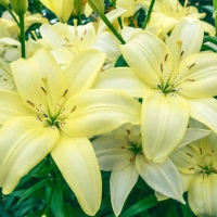 изи ванила изи ванила