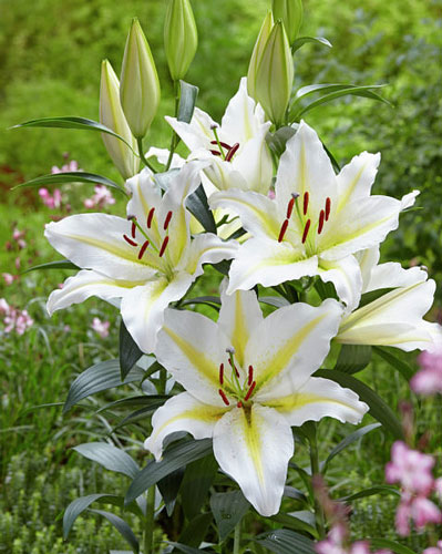 20241_Lilium-Baferrari_visi120848