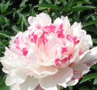 нефритовый дракон нефритовый дракон