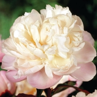 Bunker-Gardenia Bunker-Gardenia