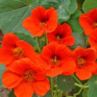 ��������� ����������� ������ ������