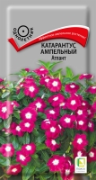 katarantus_ampel_atlant