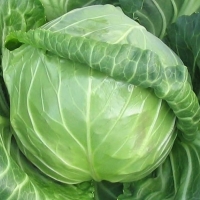 �������  �������� F1