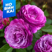 ��� ����