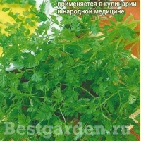 Кервель Ажурный 0,5 гр. Кервель Ажурный 0,5 гр.