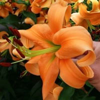 оранж спейс оранж спейс