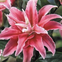 �������������������������������