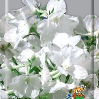 ����� �������