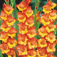 �������� ��������