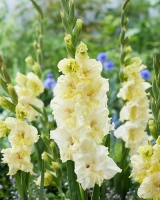 gladiolus_happy_touch