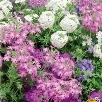 552ecb58-ce34-11e5-8209-001cc445209c_a78085df-ce6c-11e5-b524-001cc445209c