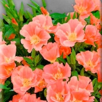 �������������������������������