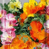 ��������� ��������