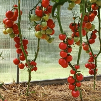 tomat-sosedskaya-zavist-f1_233101241381