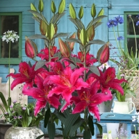 гомера x гомера x