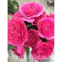 ���� �����