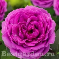 Роза Найт Сити Роза Найт Сити