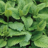 48953a227ddc0b9ab5ebf69cd37e15ad