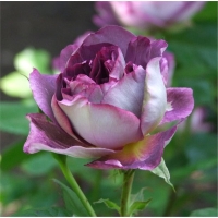 roza-hudersfild-horal-sositi-rose-huddersfield-choral-society-w800-h800