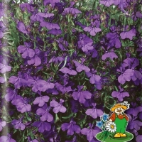 ������� ������ ����������� ������ 