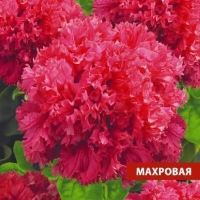 ������� ��������� �������� F1 10 ��.