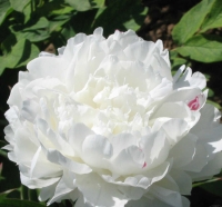 ���� ������� �������