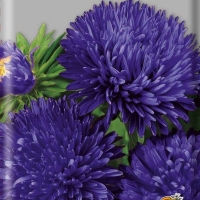 ����� ����������� ������ �����