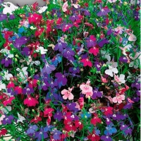 НоменклатураПрисоединенныеФайлы НоменклатураПрисоединенныеФайлы