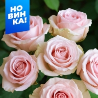 ���� �������